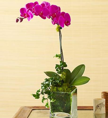 Phalaenopsis Orchid Choose Color